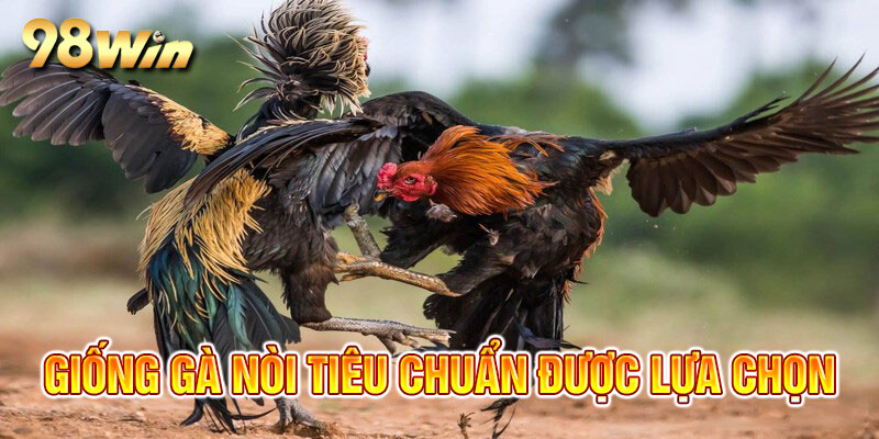 Các loại gà đủ tiêu chuẩn để thi đấu