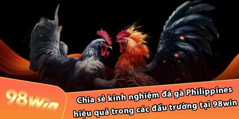 Chia sẻ kinh nghiệm đá gà Philippines hiệu quả 