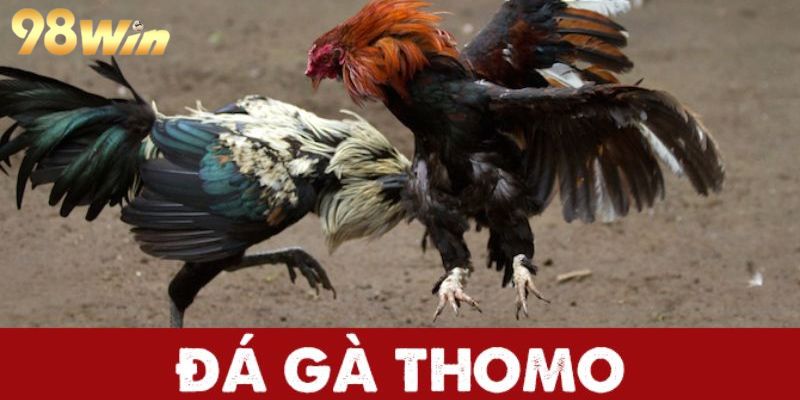 Đấu chiến kê Thomo thu hút đông đảo thành viên